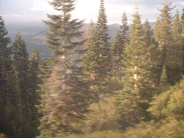 Trees and Ghost