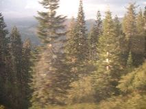 Trees and Ghost