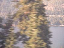 Lake and blurry tree