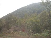 WV trees