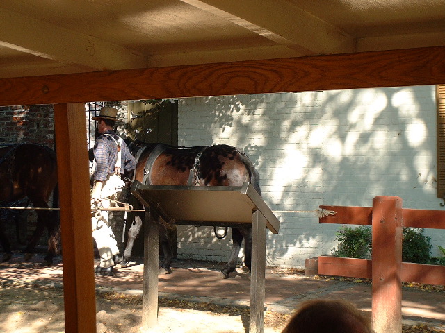 C&O mules 2