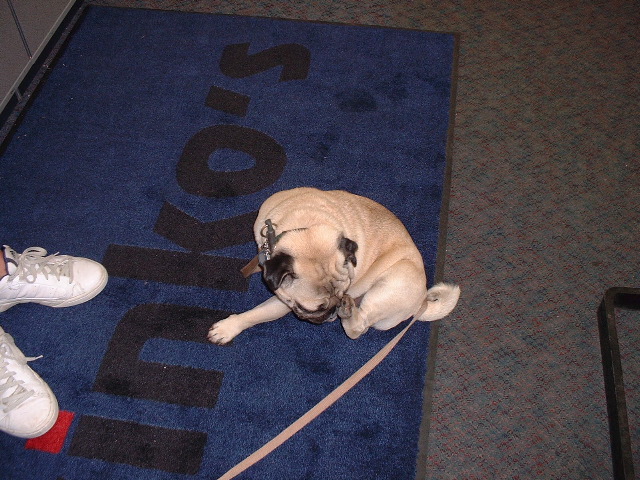 ugly dog in Kinko's