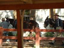 C&O mules