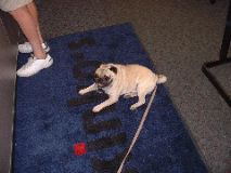 Ugly dog in Kinko's 2