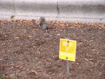Squirrel ignores sign 2
