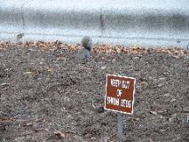 Squirrel ignores sign 3